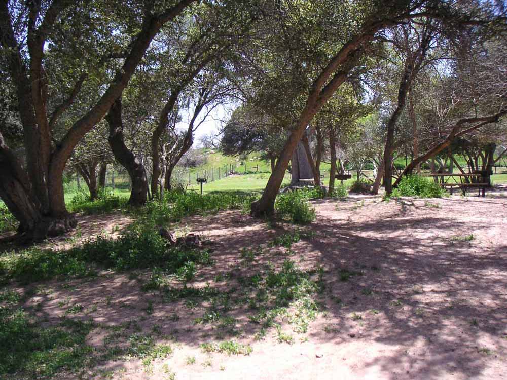 1101 | 00000001603 | parks - ranches,  tree, grass,