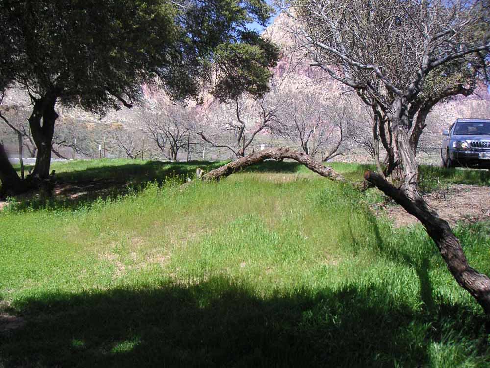 1101 | 00000001606 | parks - ranches,  tree, grass,
