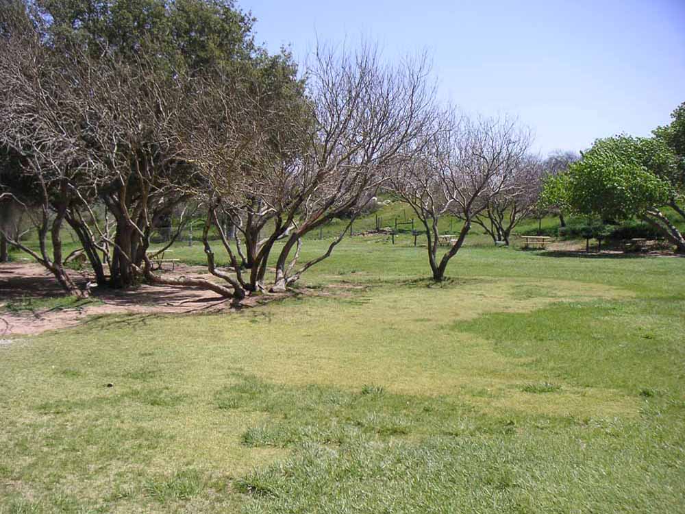 1101 | 00000001607 | parks - ranches,  tree, grass,