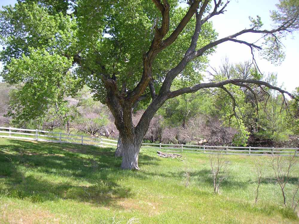 1101 | 00000001624 | parks - ranches,  grass, tree, 