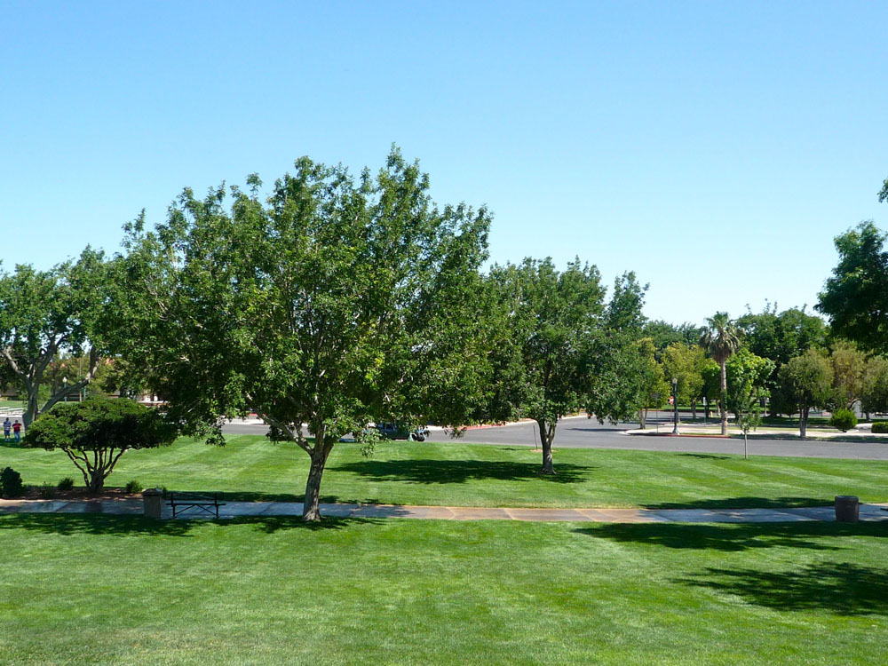 1109 | 00000001922 | parks - ranches,  grass, tree, 