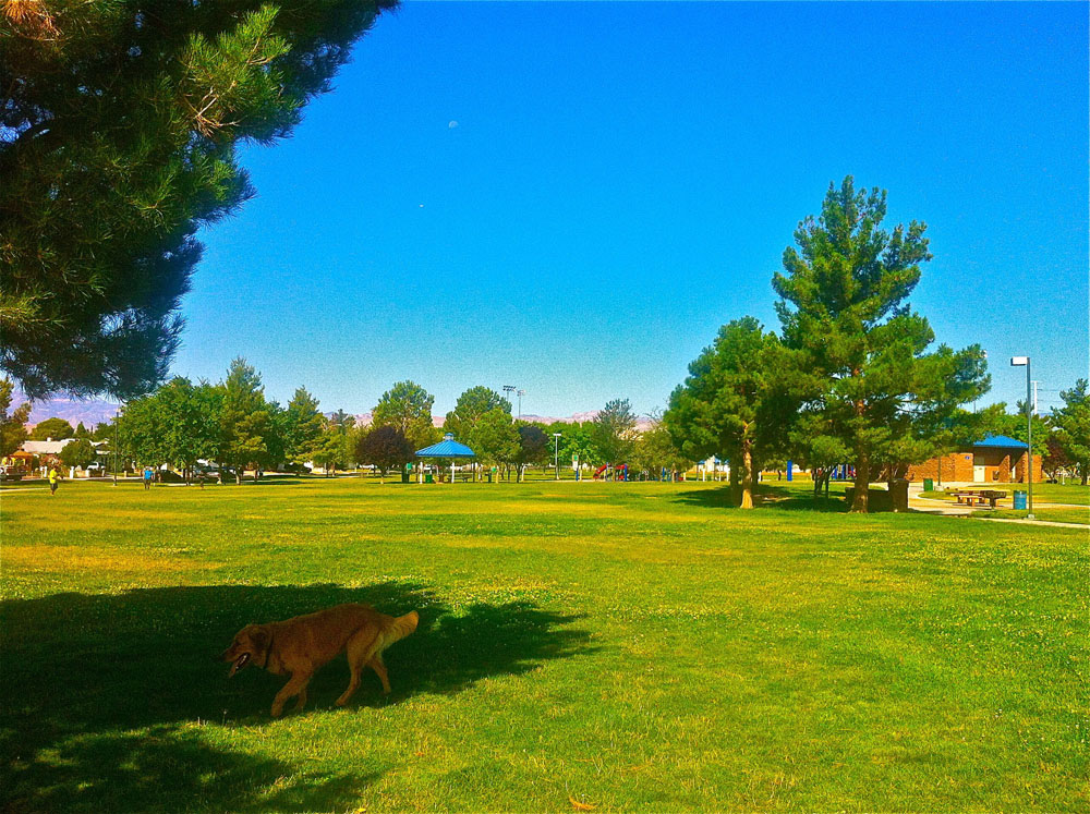 1110 | 00000001963 | parks - ranches,  grass, tree, 