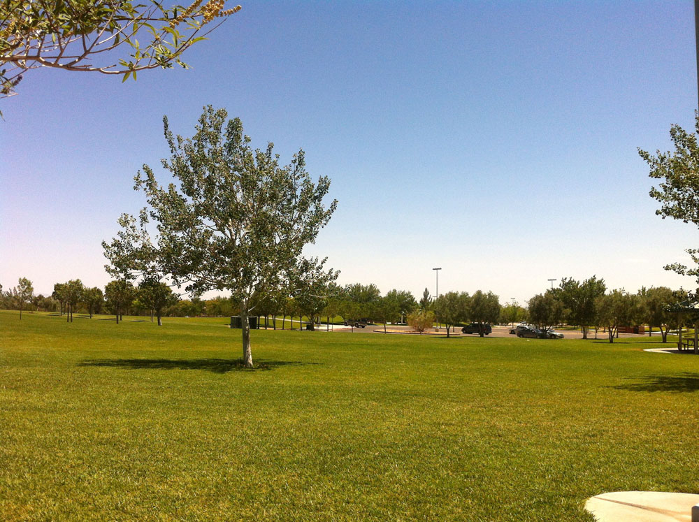 1113 | 00000001995 | parks - ranches,  grass, tree, 