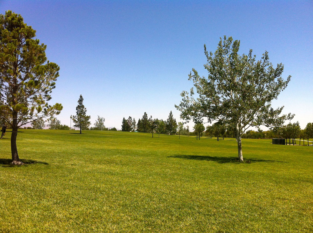 1113 | 00000001996 | parks - ranches,  grass, tree, 