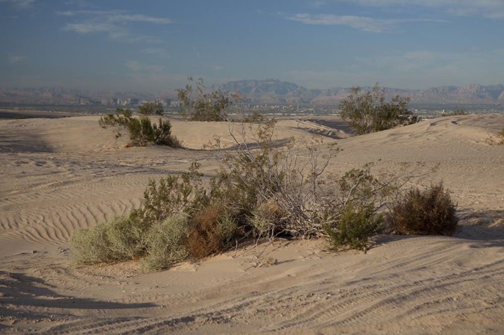 1713 | 00000006740 | desert,   sand, 