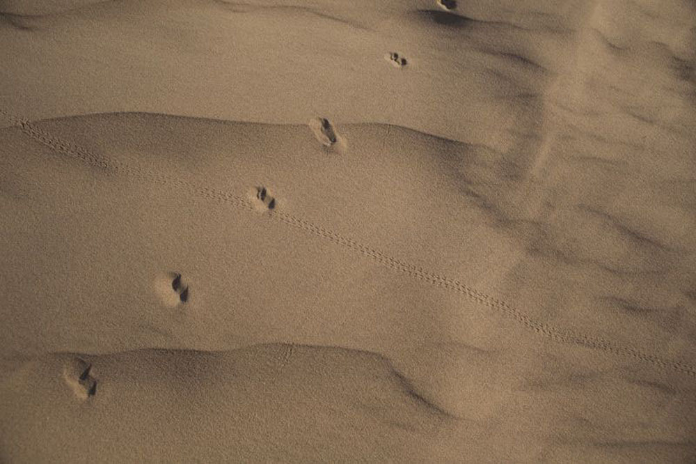 1713 | 00000006747 | desert,   sand, 