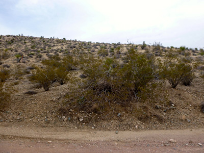 SL Desert - Creascent Peak rd. @ Joshua Tree hwy | 00000010266